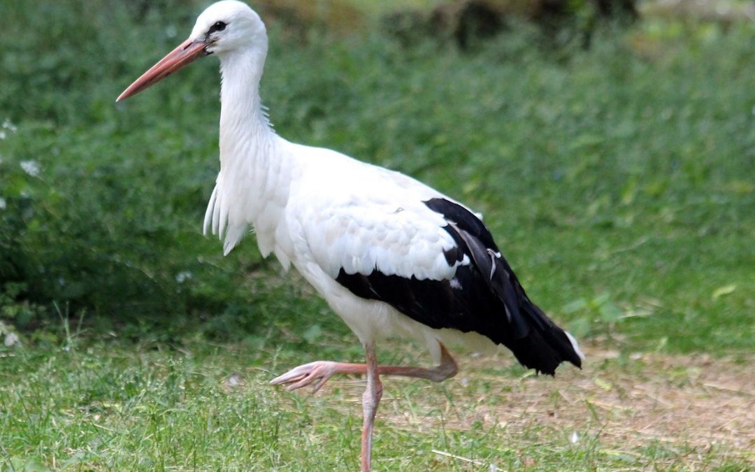El test de Stork para mujeres embarazadas con dolor en la cintura pélvica
