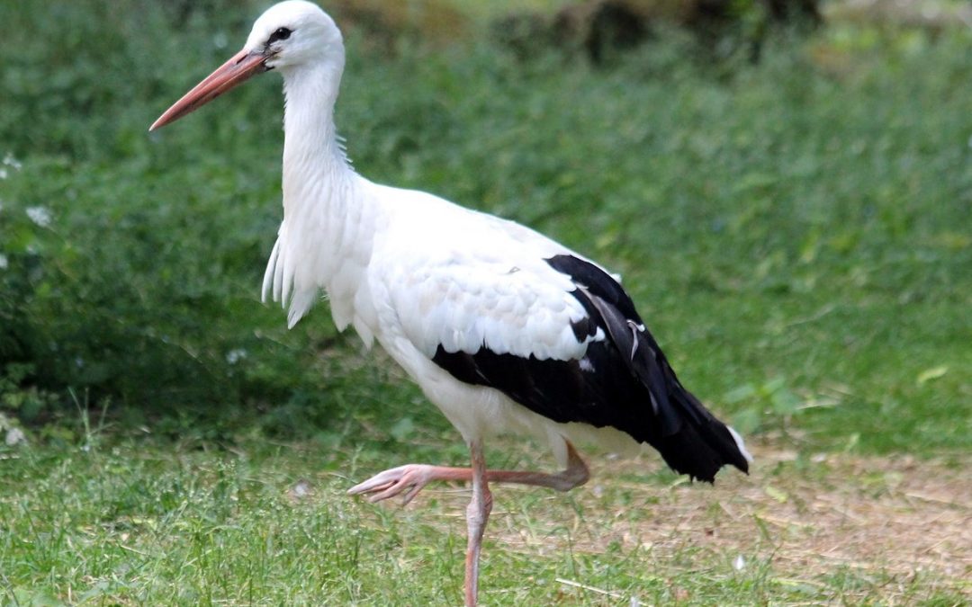 stork test